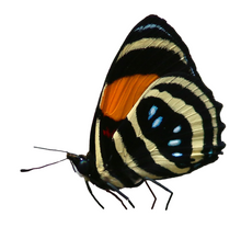 Load image into Gallery viewer, Butterfly Wing Earrings Speckled Numberwing in Large Size