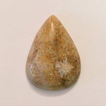 Load image into Gallery viewer, Fossilized Coral Cabochon