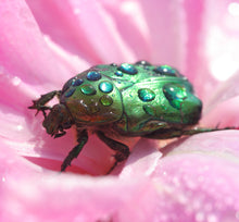 Load image into Gallery viewer, Green Beetle Wing Earrings - Surprisingly Lightweight