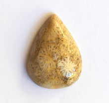 Load image into Gallery viewer, Fossilized Coral Cabochon