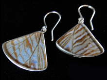 Load image into Gallery viewer, Butterfly Wing Pearl Blue Morpho Butterfly Earrings in a Fan Shape