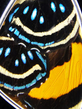 Load image into Gallery viewer, Butterfly Wing Pendant Speckled Numberwing Large Size