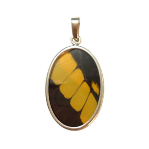 Real Butterfly Wing Pendant American Swallowtail in a medium size oval shape.