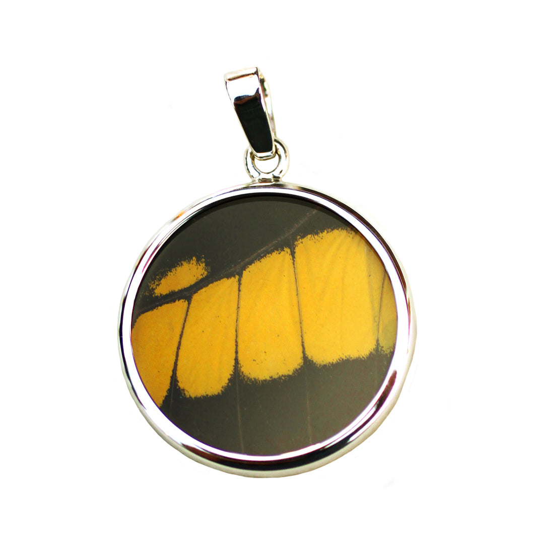 Real Butterfly Wing Pendant American Swallowtail Medium Round