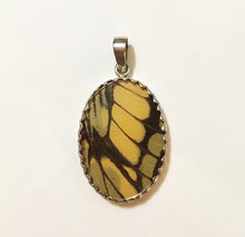 Load image into Gallery viewer, Real Butterfly Wing Pendant American Swallowtail in a medium size oval shape.
