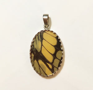 Real Butterfly Wing Pendant American Swallowtail in a medium size oval shape.