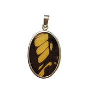 Real Butterfly Wing Pendant American Swallowtail in a medium size oval shape.