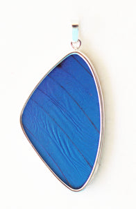 Blue Morpho Butterfly Wing Silver Pendant in extra large size.