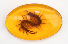Load image into Gallery viewer, Amber Centipede Paperweight unique gift for a man
