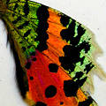 Sunset Moth Butterfly Wing Pendant medium round