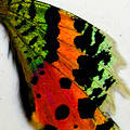 Sunset Moth Butterfly Wing Pendant Large Size