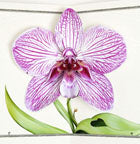Pop-Up Orchid Card perfect for Valentine's or Mother's Day