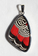 Butterfly Wing Pendant Cramers 88 Butterfly Large