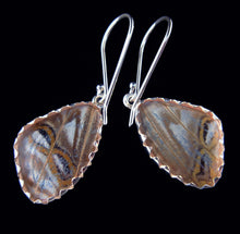 Load image into Gallery viewer, Pearl Blue Morpho Butterfly Earrings in Extra Small