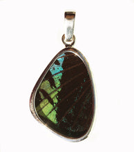 Load image into Gallery viewer, Butterfly Wing Pendant Green Banded Urania Leilus Small Wing Shape