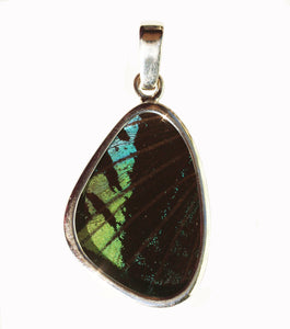 Butterfly Wing Pendant Green Banded Urania Leilus Small Wing Shape