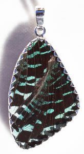 Butterfly Wing Pendant Green Banded Urania Leilus Moth XL