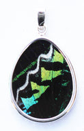 Butterfly Wing Pendant Green Banded Urania Leilus Medium Pear Shape