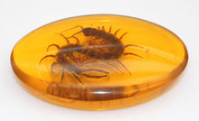 Load image into Gallery viewer, Amber Centipede Paperweight unique gift for a man