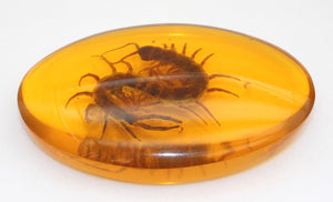 Amber Centipede Paperweight unique gift for a man