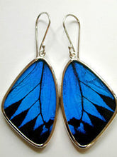 Load image into Gallery viewer, Blue and Black Swallowtail Butterfly Earrings Large