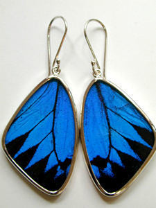 Blue and Black Swallowtail Butterfly Earrings Large
