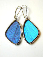 Blue Morpho Butterfly Wing Earrings medium size