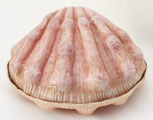 Load image into Gallery viewer, Papier Mache Scallop Shell Cachet by Cody Foster - great box for cookies, nuts or to hide your crystals on your desk.