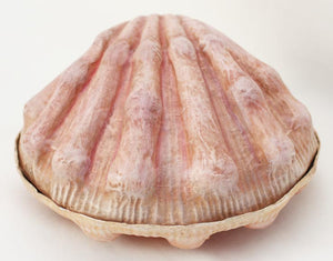 Papier Mache Scallop Shell Cachet by Cody Foster - great box for cookies, nuts or to hide your crystals on your desk.