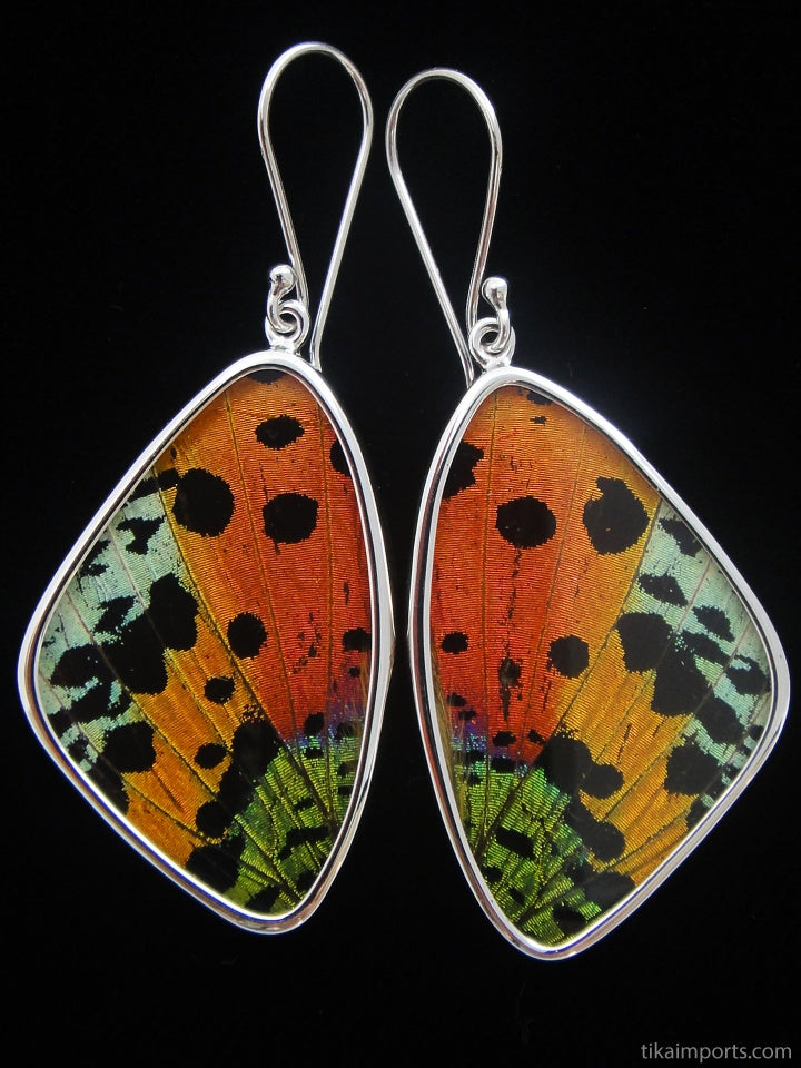 Sunset Moth Butterfly Wing Earrings size large