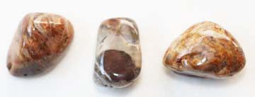 Petrified Wood Tumbled Crystals to Stabilize Hips and Back