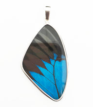 Load image into Gallery viewer, Butterfly Wing Pendant Black and Blue Swallowtail in Extra Large Size
