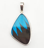 Black and Blue Swallowtail Butterfly Pendant in Medium Size