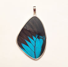 Load image into Gallery viewer, Blue Swallowtail Butterfly Pendant in XXL