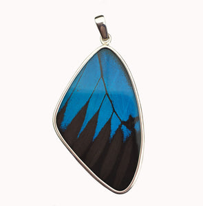 Butterfly Wing Pendant Black and Blue Swallowtail in Extra Large Size