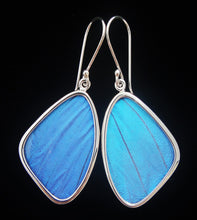 Load image into Gallery viewer, Blue Morpho Butterfly Earrings medium size