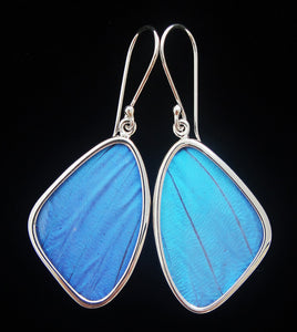 Blue Morpho Butterfly Earrings medium size