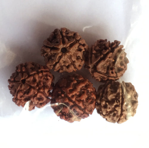 Rudraksha Mala Beads bag of five 17mm beads