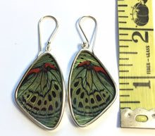 Load image into Gallery viewer, Butterfly Wing Earrings Green and Red Peacock Butterfly Large
