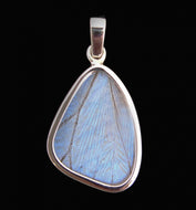 Pearl Blue Morpho Butterfly Pendant in size Small