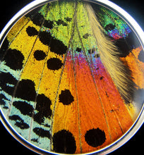 Load image into Gallery viewer, Sunset Moth Butterfly Wing Pendant medium round