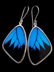 Blue and Black Swallowtail Butterfly Earrings Large