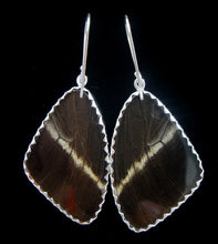 Load image into Gallery viewer, Blue and Black Swallowtail Butterfly Earrings Large