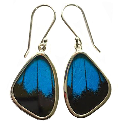 Black and Blue Swallowtail Butterfly Earrings in Small Size
