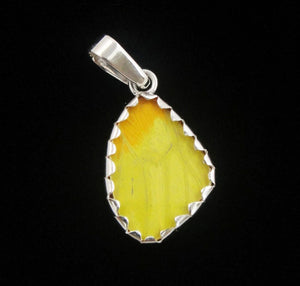 Butterfly Wing Pendant Yellow Phoebis Phillea in Extra Small Size